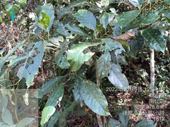 Cinnamomum burmanni