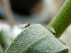 Aphididae