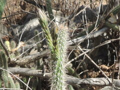 Nyctocereus serpentinus