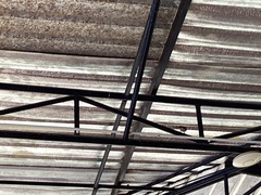 Passer domesticus indicus