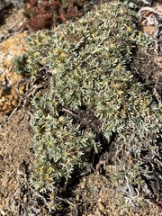 Astragalus kentrophyta