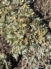 Astragalus kentrophyta