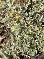 Astragalus kentrophyta