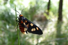 Amata humeralis