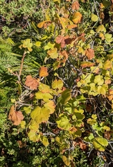Ribes viscosissimum