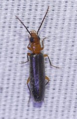 Xanthochroina