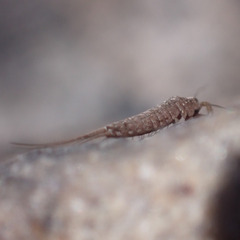 Machilinae