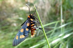 Amata humeralis