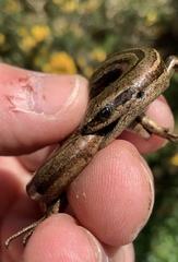 Oligosoma polychroma