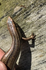 Oligosoma polychroma