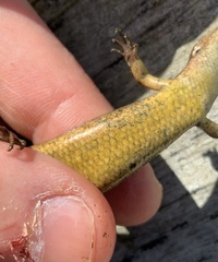 Oligosoma polychroma