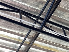 Passer domesticus indicus