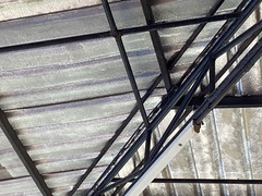 Passer domesticus indicus