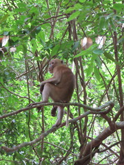 Macaca