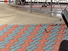 Passer domesticus indicus