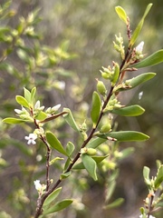 Styphelia mutica