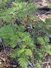 Chamaebatia foliolosa