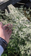 Eupatorium serotinum