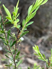 Styphelia mutica