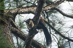 Ratufa bicolor