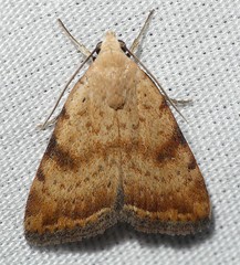 Micrathetis triplex