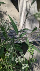 Eupatorium serotinum