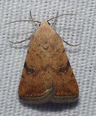 Micrathetis triplex
