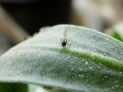 Aphididae