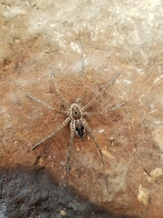Dolomedes vittatus