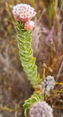 Leucospermum truncatulum