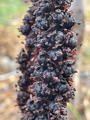 Allotropa virgata
