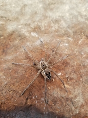Dolomedes vittatus