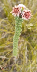 Leucospermum truncatulum