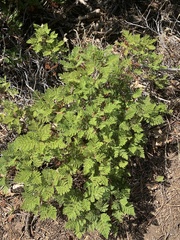 Chamaebatia foliolosa