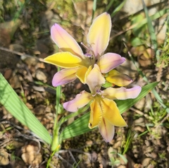 Babiana patula