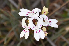 Stylidium crossocephalum