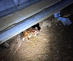 Leptodactylus savagei