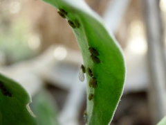 Aphididae