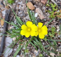 Moraea fugacissima