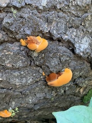 Pycnoporellus fulgens