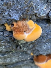 Pycnoporellus fulgens