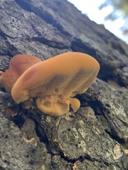 Pycnoporellus fulgens