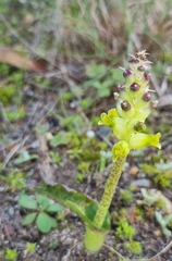 Lachenalia lutea
