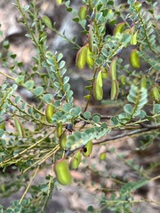 Bossiaea rhombifolia