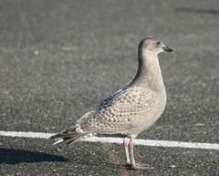 Larus glaucescens × occidentalis