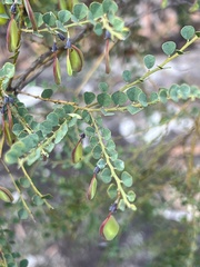 Bossiaea rhombifolia