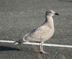 Larus glaucescens × occidentalis