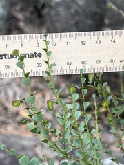 Bossiaea rhombifolia