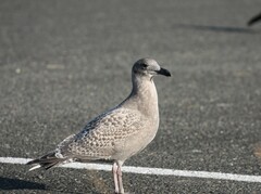 Larus glaucescens × occidentalis