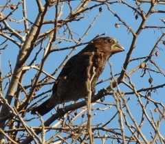 Amblyospiza albifrons